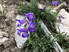 Penstemon hallii