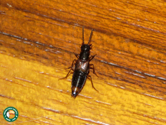 Staphylininae