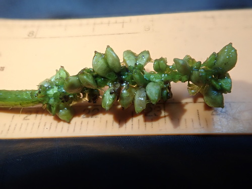Alpine pondweed (Potamogeton alpinus)
