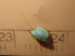Potamogeton alpinus