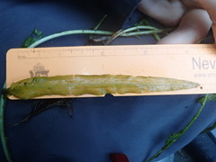 Potamogeton alpinus