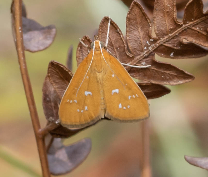 White-spotted Orange