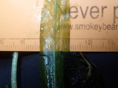 Potamogeton alpinus