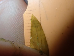 Potamogeton alpinus
