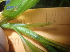 Potamogeton alpinus