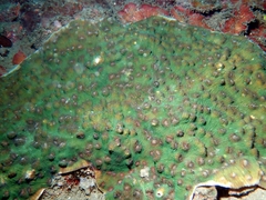 Mycedium elephantotus