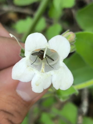 San Luis Potosi Beardtongue (Penstemon potosinus)