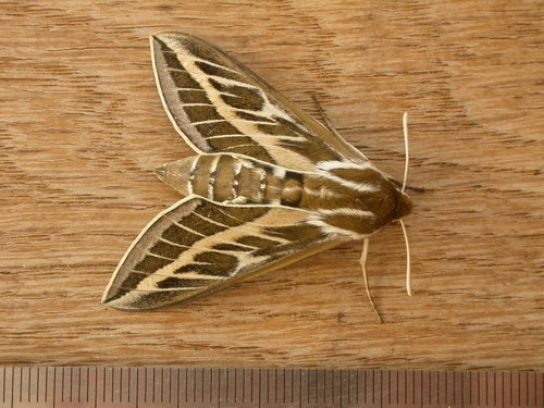 Australian Striped Hawk Moth