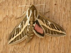 Hyles livornicoides