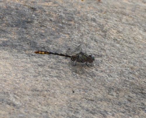 Edmund's Snaketail photo 2