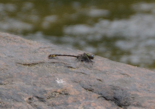 Edmund's Snaketail