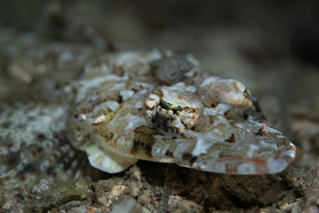 Broadhead flathead (Sunagocia arenicola) — Platycephalidae