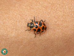 Coleomegilla occulta