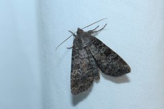 Parastichtis suspecta