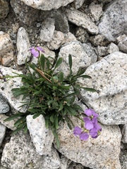 Erysimum pallasii