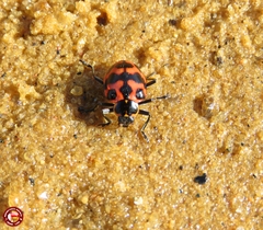 Coleomegilla occulta