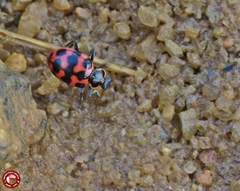 Coleomegilla occulta