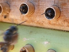 Trypoxylon tridentatum