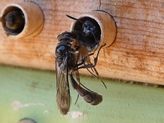 Trypoxylon tridentatum