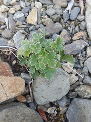 Potentilla × villosula