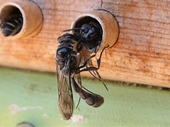 Trypoxylon tridentatum