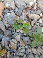 Heuchera glabra