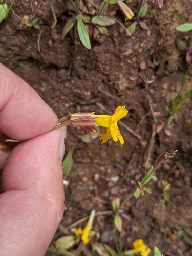 Image of Erythranthe bicolor by (c) Kayla Sweeten, some rights reserved (CC BY)