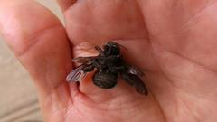 Xylocopa