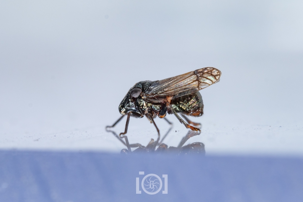 Bruchomorpha abrupta