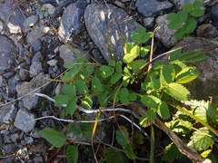 Sanguisorba stipulata