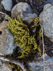 Racomitrium ericoides