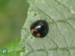 Curinus camboriuensis