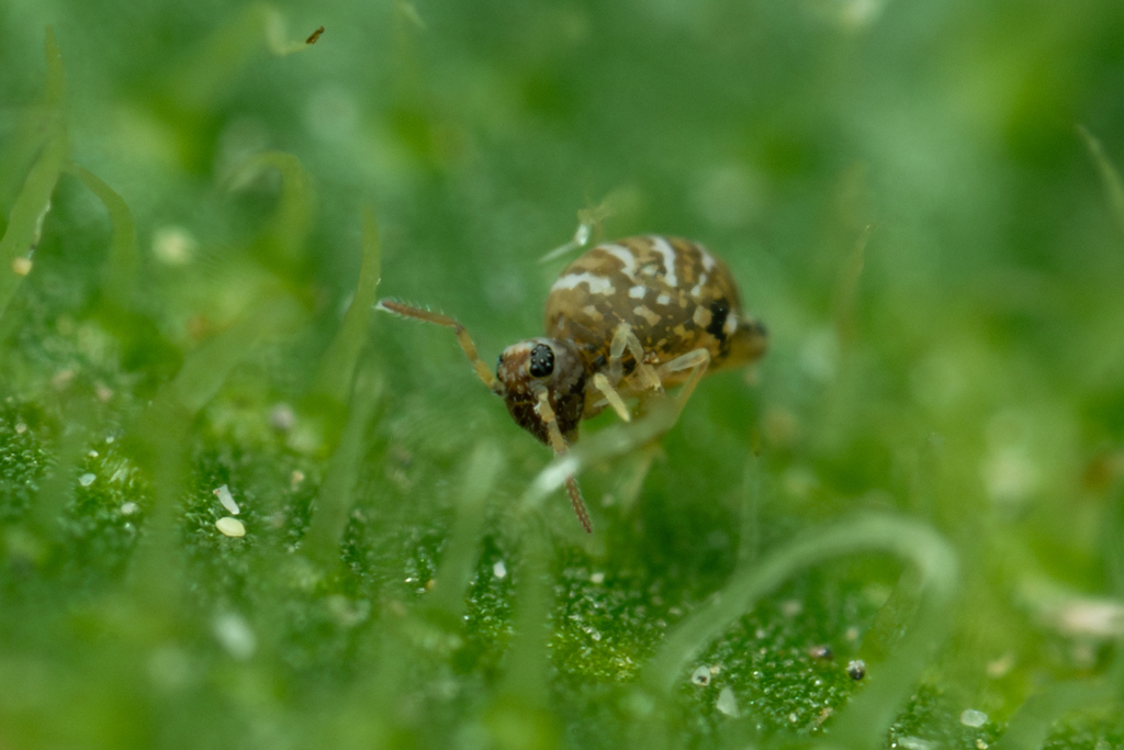 Fasciosminthurus quinquefasciatus