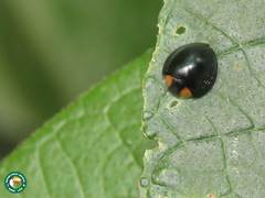 Curinus camboriuensis
