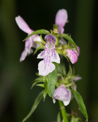 Stachydeae