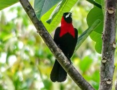 Ramphocelus nigrogularis