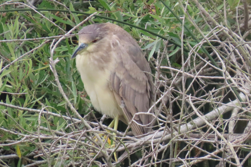 Black-crowned Night Heron photographed in California