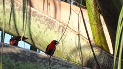 Ramphocelus nigrogularis