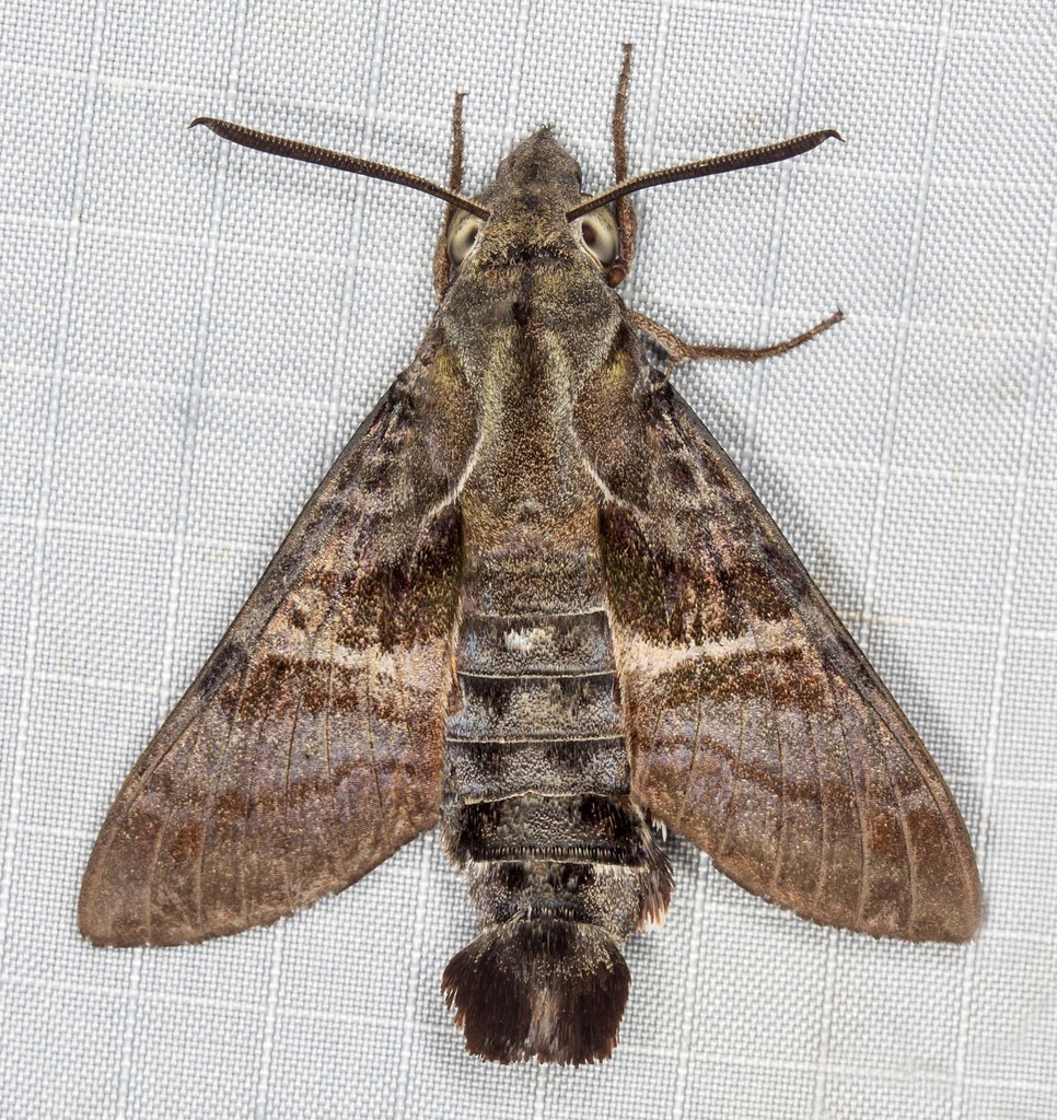 Macroglossum hirundo