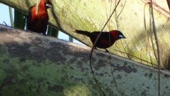 Ramphocelus nigrogularis