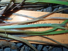 Carex interrupta