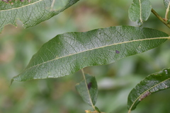 Salix candida