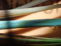 Carex interrupta