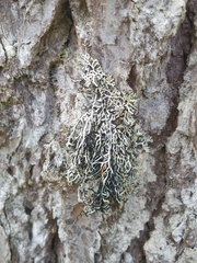 Hypogymnia duplicata