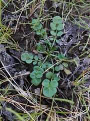 Cardamine umbellata