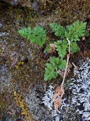 Cryptogramma sitchensis