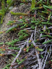 Cassiope lycopodioides