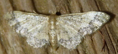 Idaea celtima