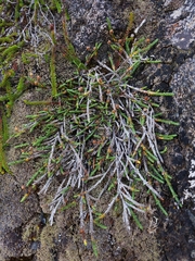 Cassiope lycopodioides