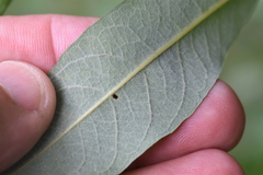 Salix candida